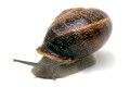 Otala punctata Montserrat, Spain adult